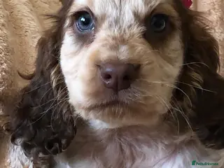 Cocker Spaniel dogs Show cocker spaniel puppies - Advert 8