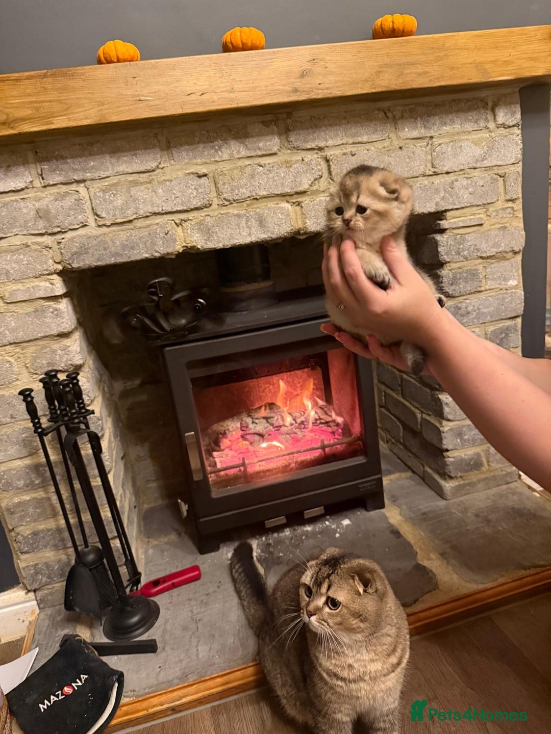 Scottish Fold cats for sale: Gorgeous Scottish Fold Kitten  - Advert 4