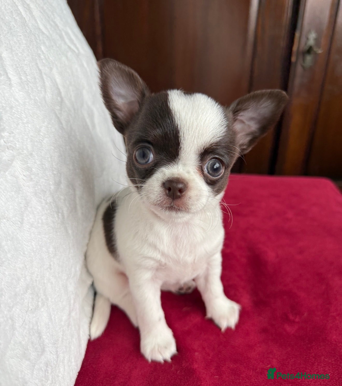 Chihuahua dogs  ❤️‍🔥KC Reg Parti Colour Chihuahua Puppies❤️‍🔥  - Advert 2