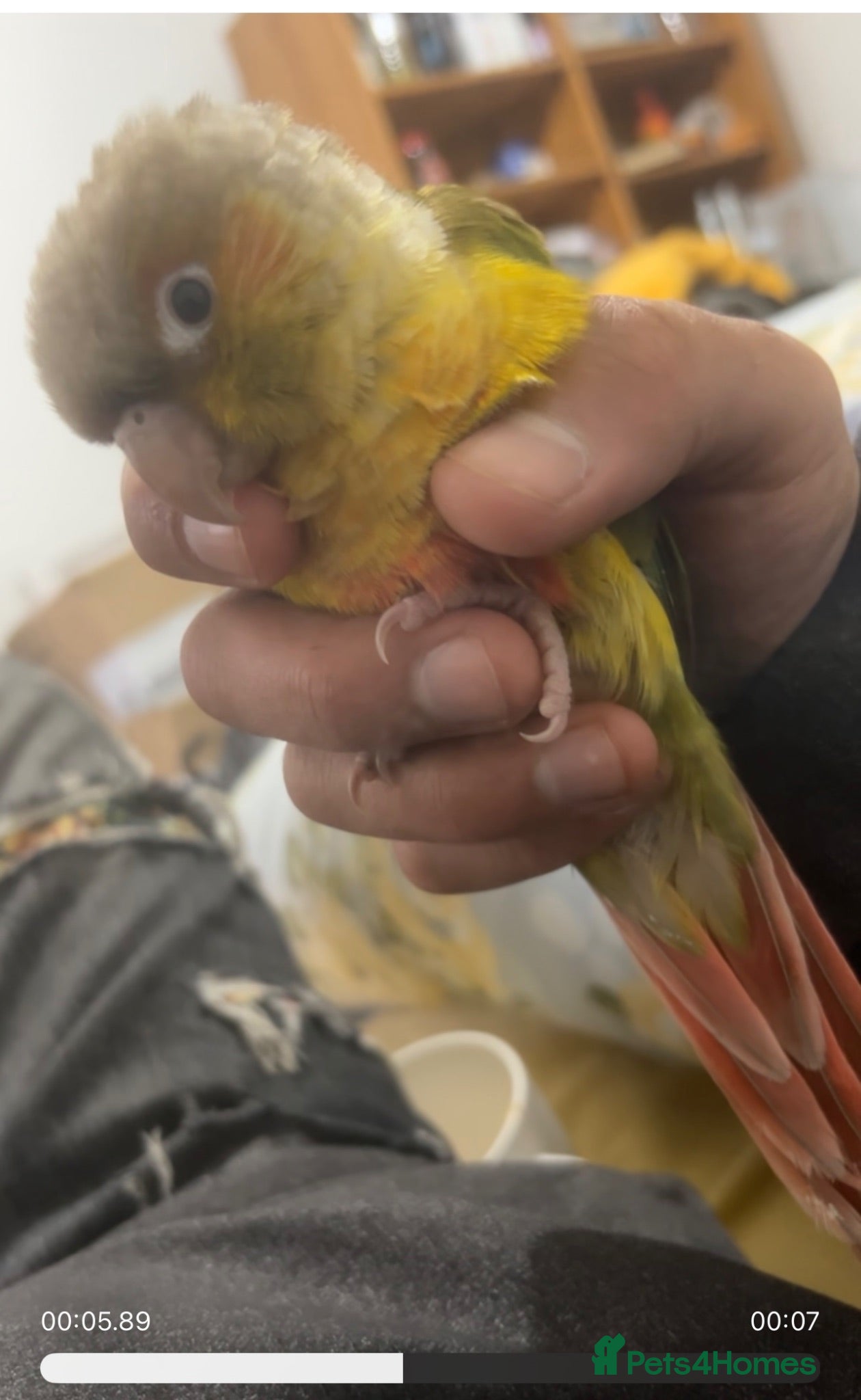 Conures birds Hand-reared loving clingy pineapple green-cheek - Advert 1