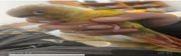 Conures birds for sale: Hand-reared loving clingy pineapple green-cheek in London - Advert 1