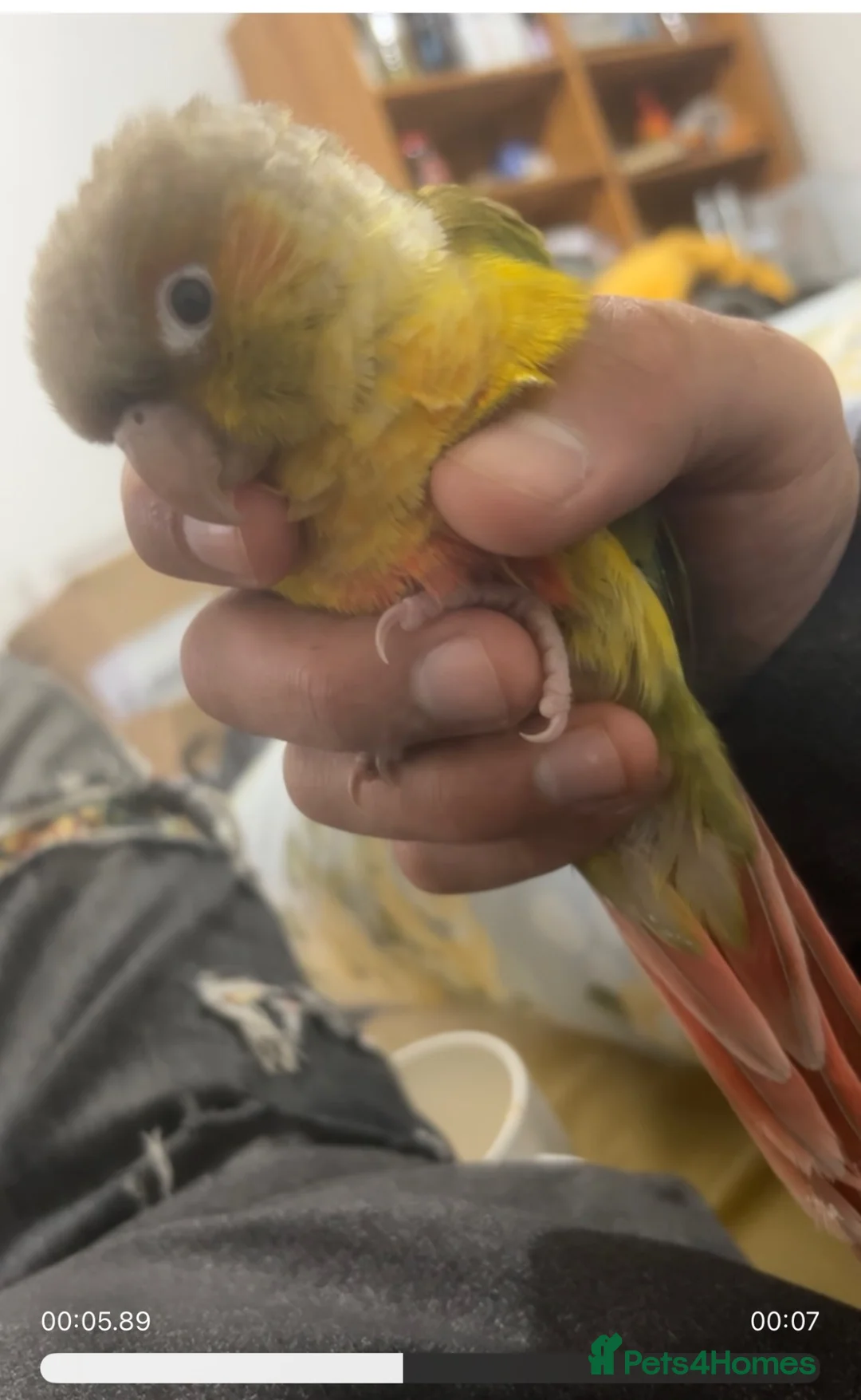 Conures birds for sale: Hand-reared loving clingy pineapple green-cheek in London - Advert 1