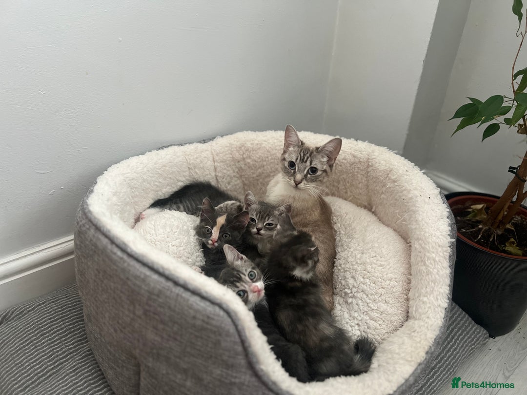 Persian cats for sale: Persian cross  - Image 13