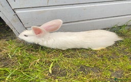 Continental Giant rabbits for sale: Continental Giant Baby Rabbits Ready to go - Image 11