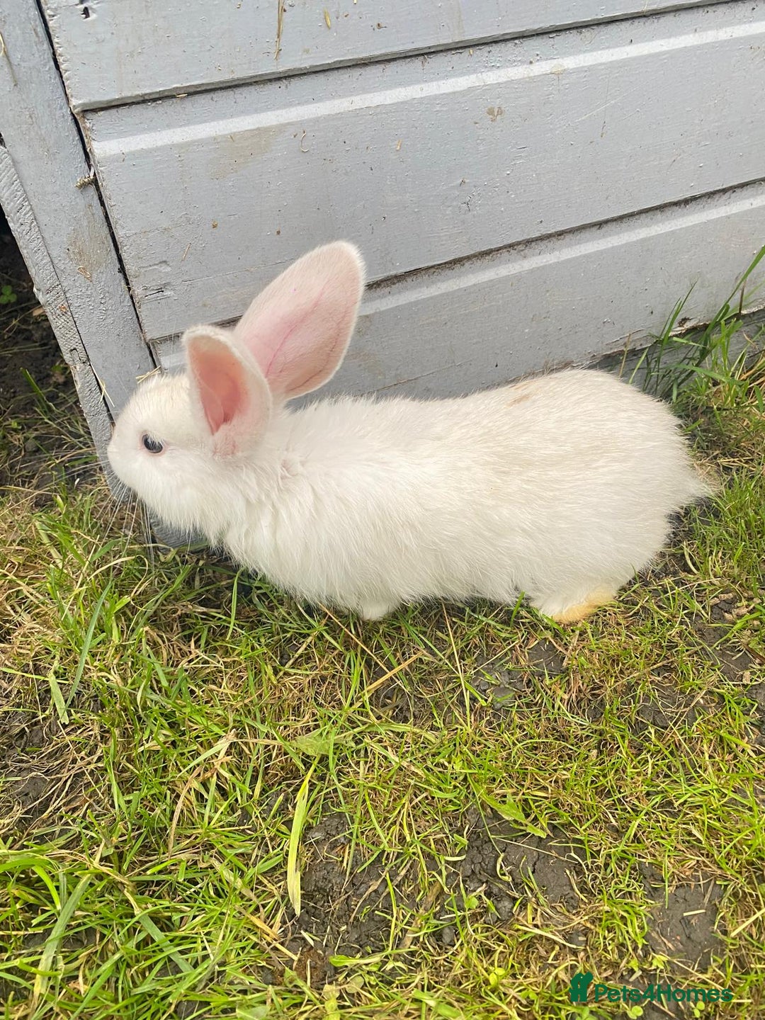 Continental Giant rabbits for sale: Continental Giant Baby Rabbits Ready to go - Image 11