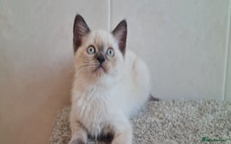 British Shorthair cats for sale: British Blue shorthair, Lilac, Colorpoint Kittens - Image 21