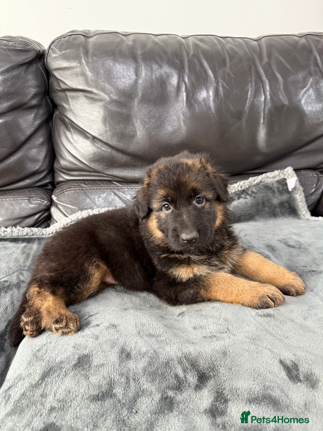 German Shepherd dogs for sale: TOP QUALITY SHOW LINES  - Image 7
