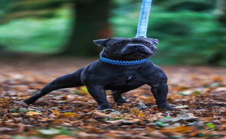 Staffordshire Bull Terrier dogs - Advert 9