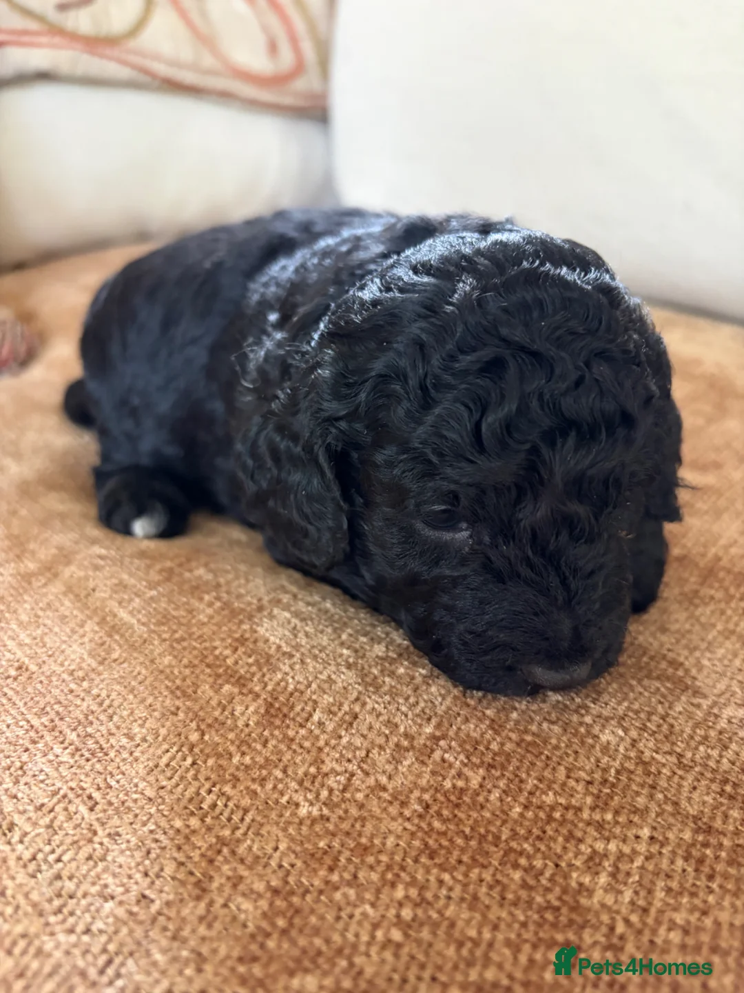 Goldendoodle dogs for sale: Cotswold Miniature/Toy Goldendoodles, All Colours - Advert 2