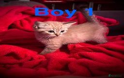 Siamese cats for sale: Last 2 Gorgeous Siamese Boys  - Image 2