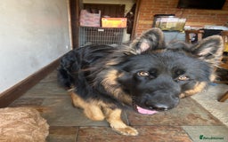 German Shepherd dogs for sale: Bruno - Image 2