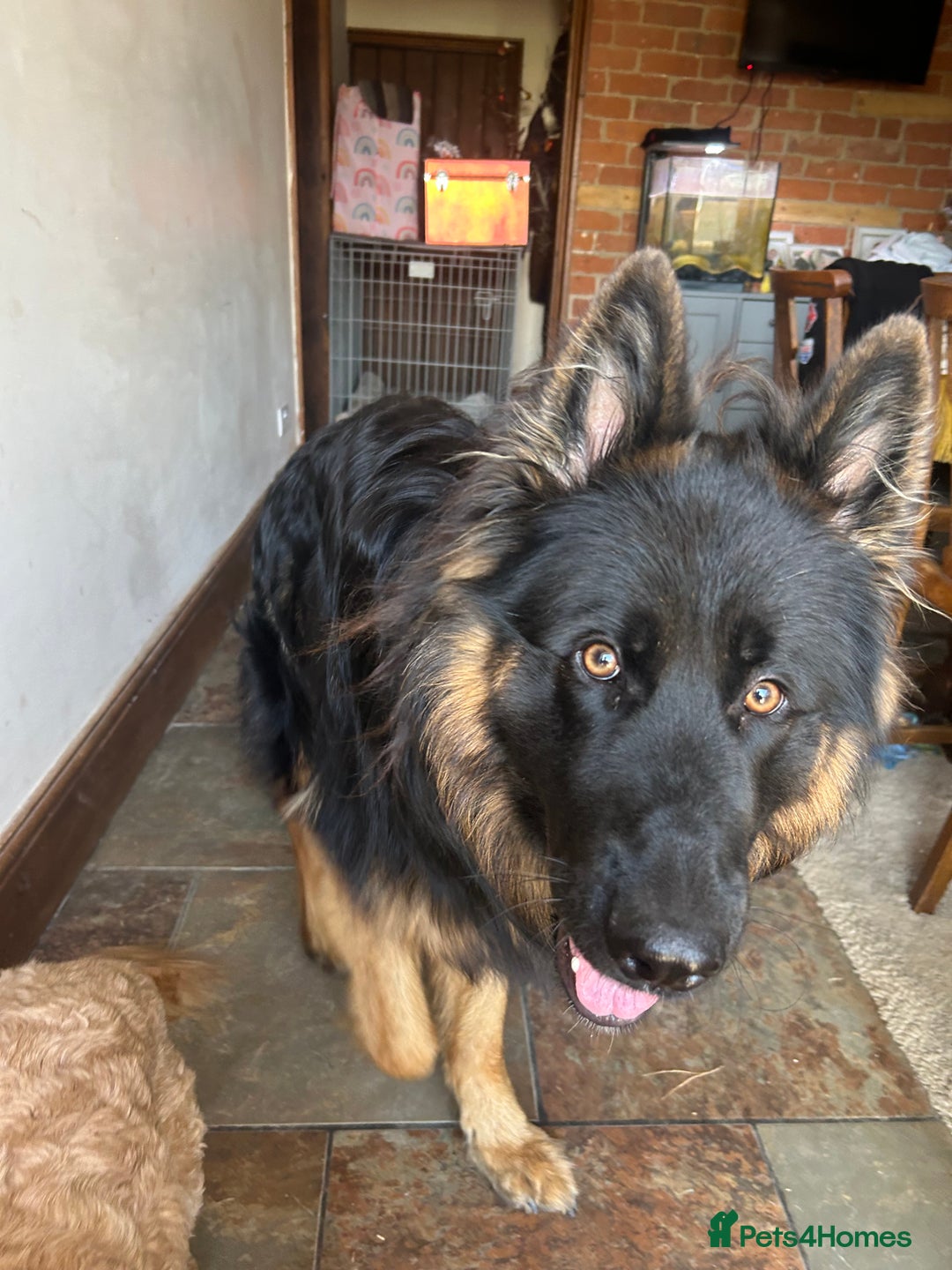 German Shepherd dogs for sale: Bruno - Image 2
