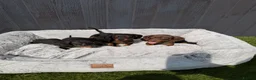Dachshund dogs for sale: Dachshund  - Advert 3