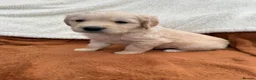 Golden Retriever dogs for sale: KC Registered Golden Retriever Puppies  in Tenterden - Advert 11