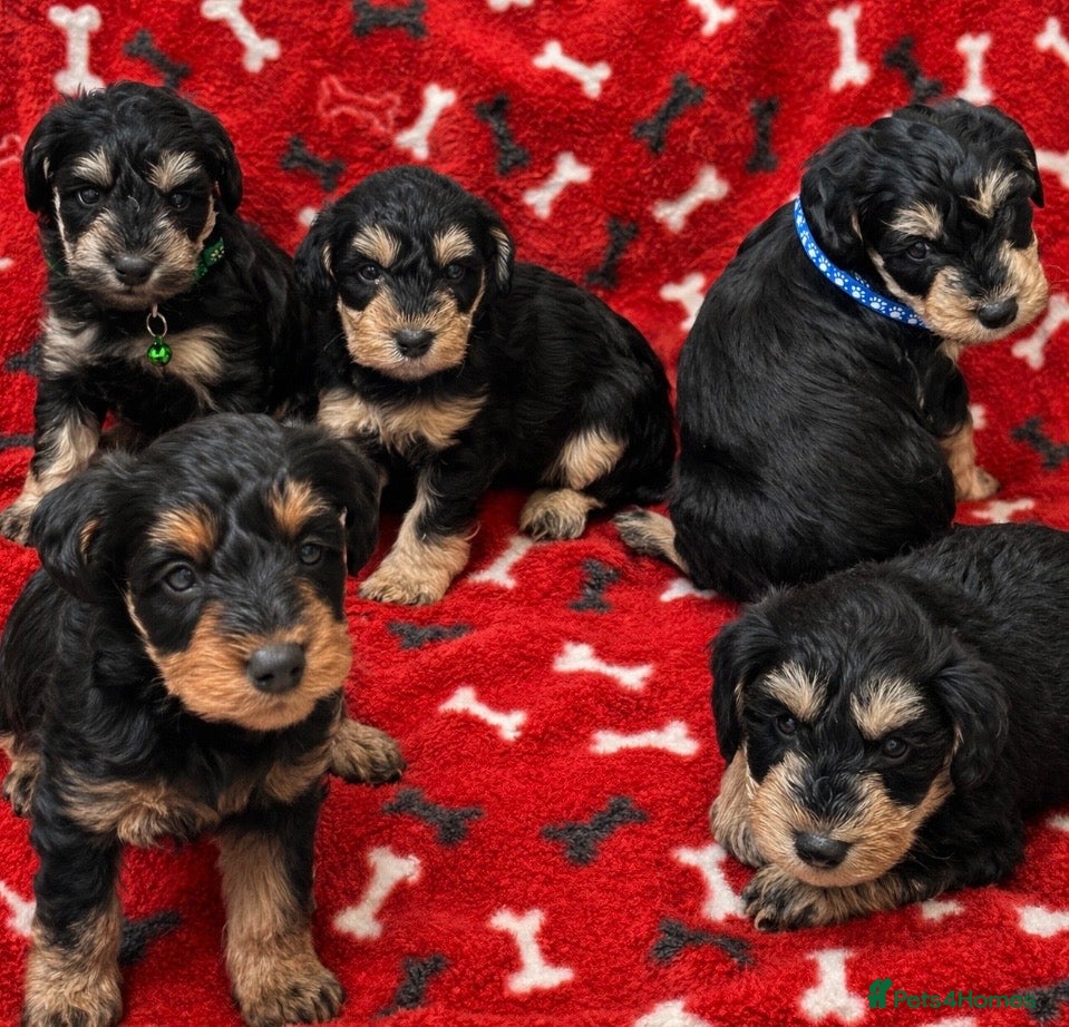 Schnoodle dogs F1 SCHNOODLE PUPPIES - Advert 2