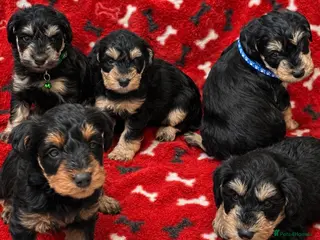 Schnoodle dogs F1 SCHNOODLE PUPPIES - Advert 2