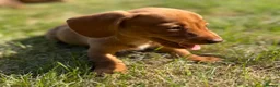 Miniature Dachshund dogs for sale: READY TO LEAVE🏆💙💖 KC REG 5 STAR BREEDER💙💖🏆 - Advert 40