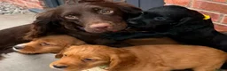 Cocker Spaniel dogs for sale: Cocker Spaniel Puppies - Advert 5