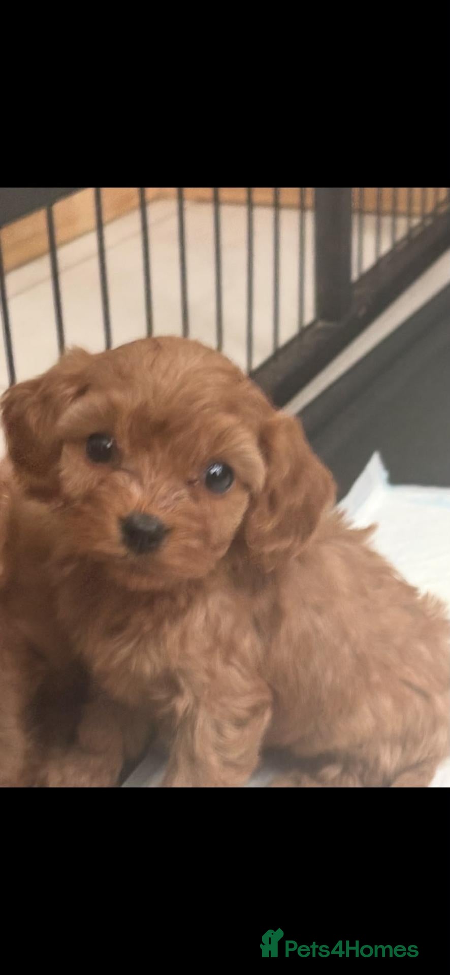 Cavapoo dogs Stunning Ruby F1 Cavapoo pups for sale  - Advert 2