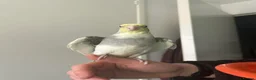 Cockatiels birds for sale: Fifi (1 year female) & Brook (10 month male) in Horsham - Advert 8