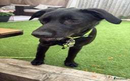 Labrador Retriever dogs for adoption: BEN IS A HANDSOME 7MTH OLD LABRADOR - Image 10