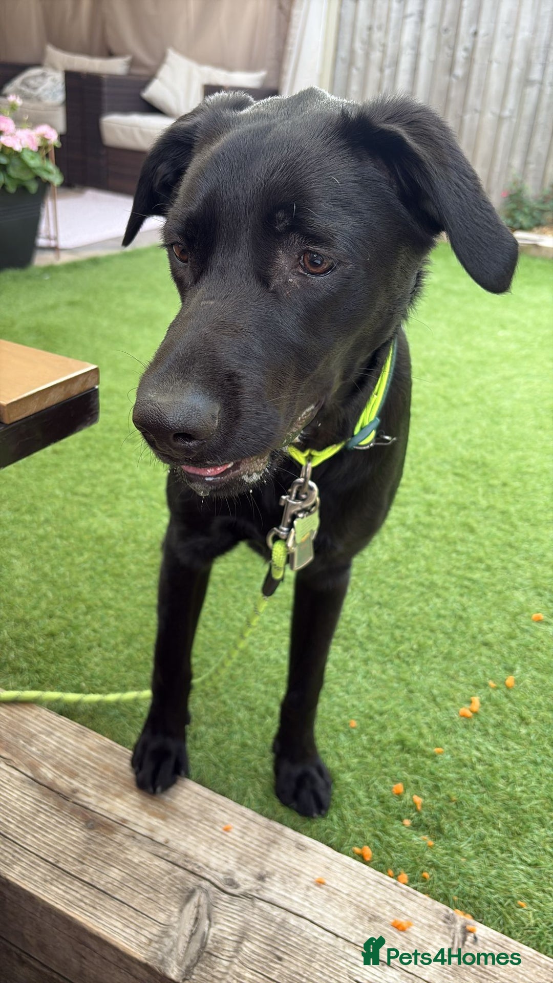 Labrador Retriever dogs for adoption: BEN IS A HANDSOME 7MTH OLD LABRADOR - Image 10