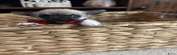 Chihuahua dogs for sale: Chihuahua puppies in Inverness - Advert 6