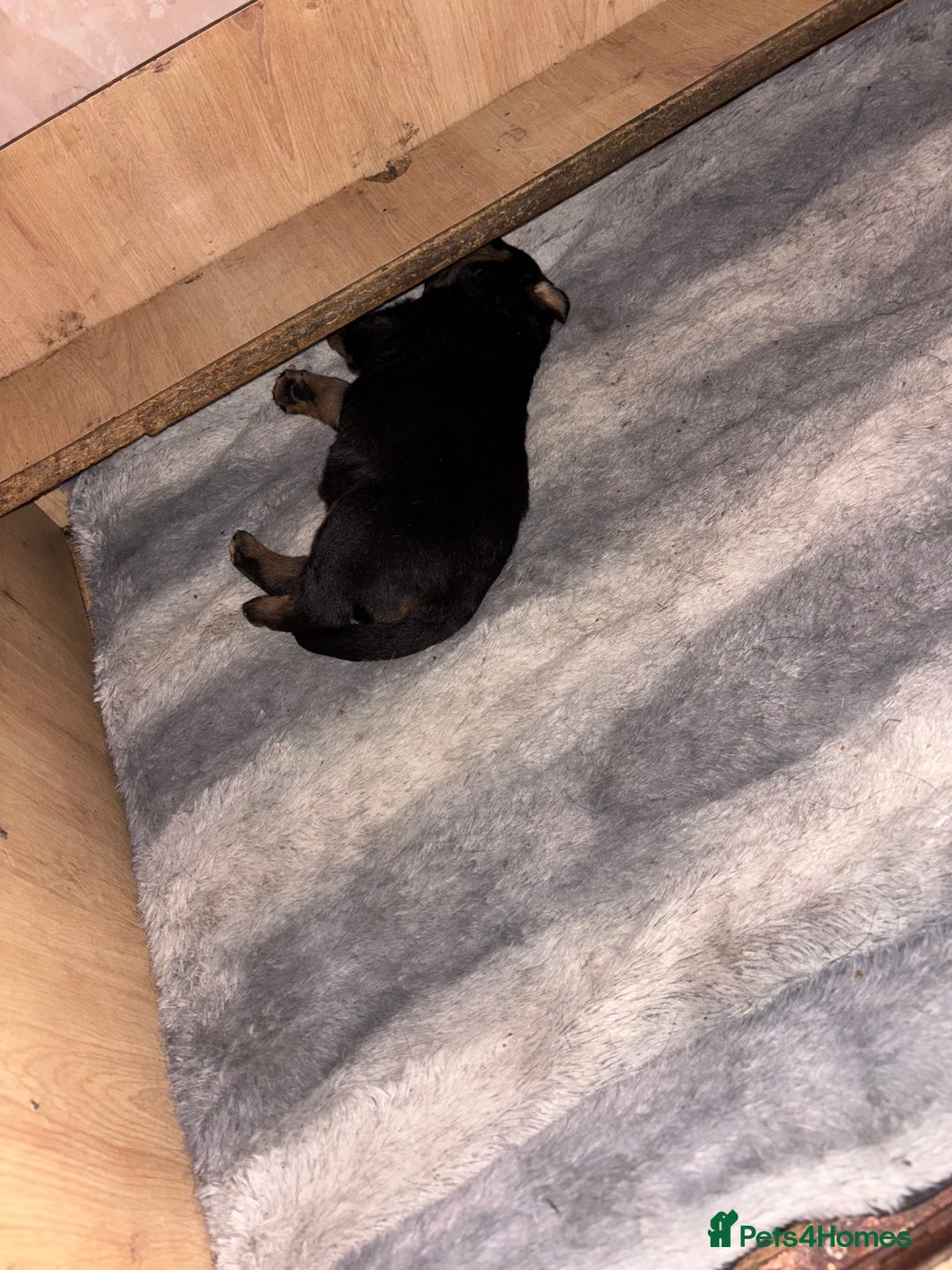 Rottweiler dogs for sale: 7 stunning chunky full breed Rottweilers  - Advert 2