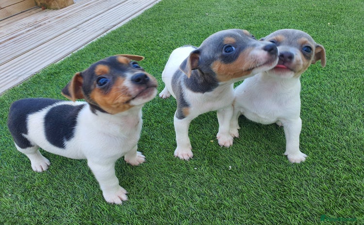 Jack Russell dogs - Advert 2