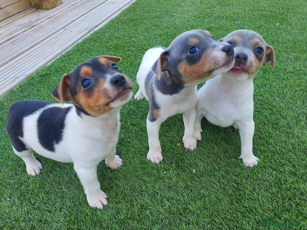 Jack Russell dogs for sale: Jack russell pups  - Image 1