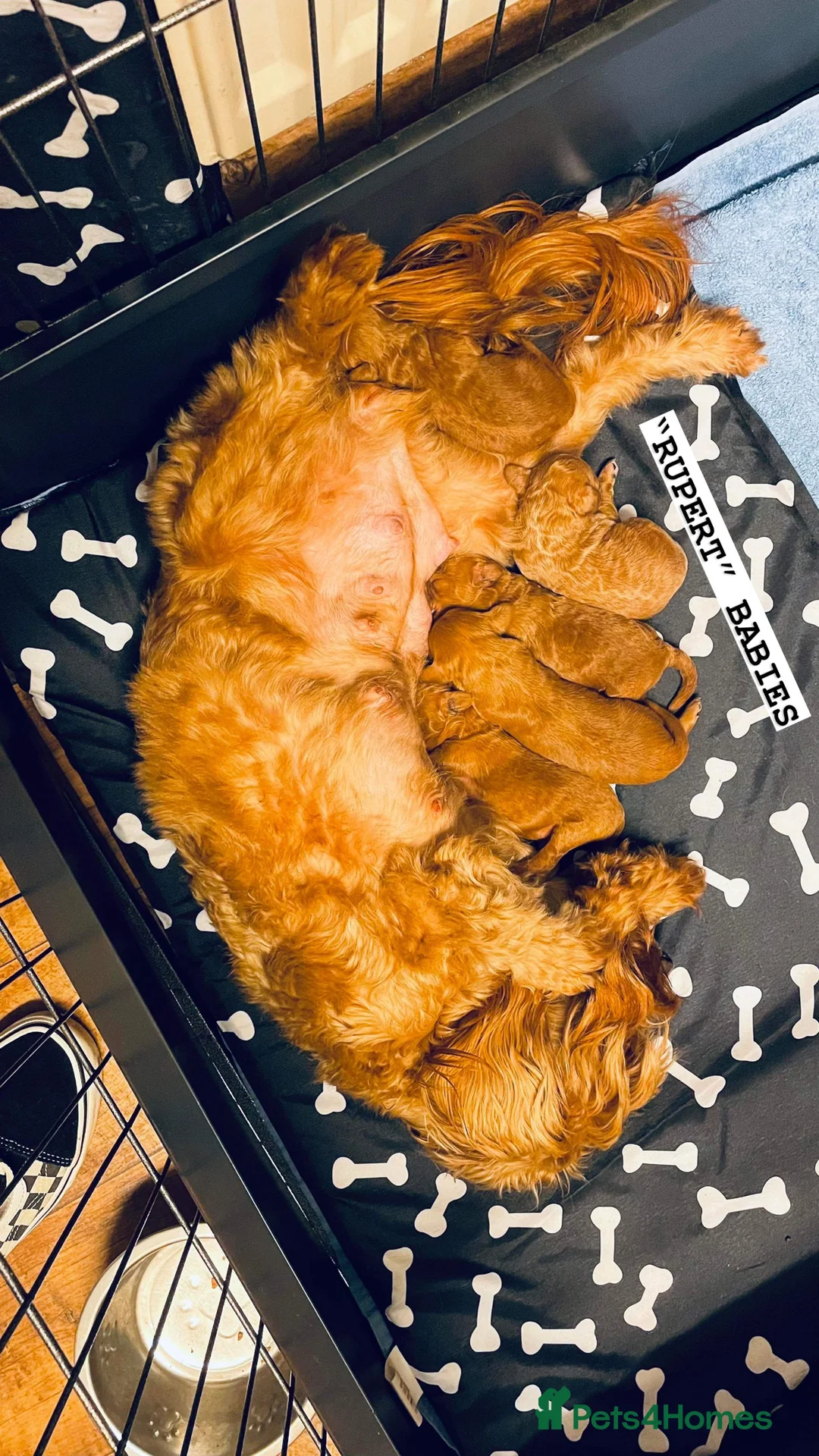 Poochon dogs for stud: KC RED TOY POODLE STUD - Advert 12