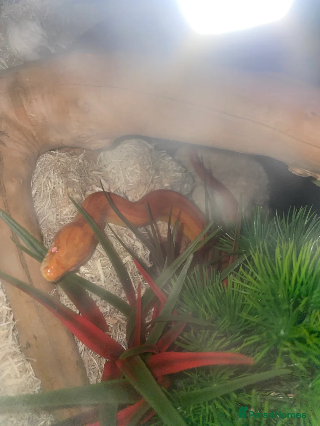 Corn Snake reptiles for sale: Corn snake lava molt  - Advert 6