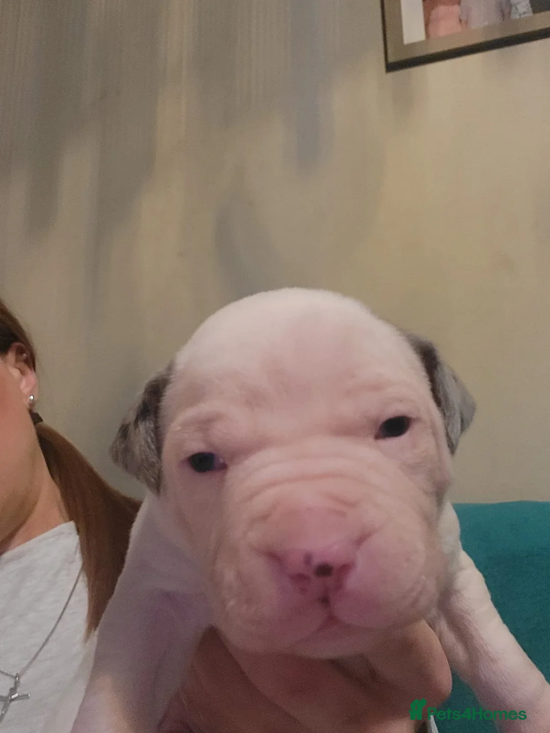 Mixed Breed dogs for sale: Gorgeous American Bulldog cross mastiff puppies - Advert 13