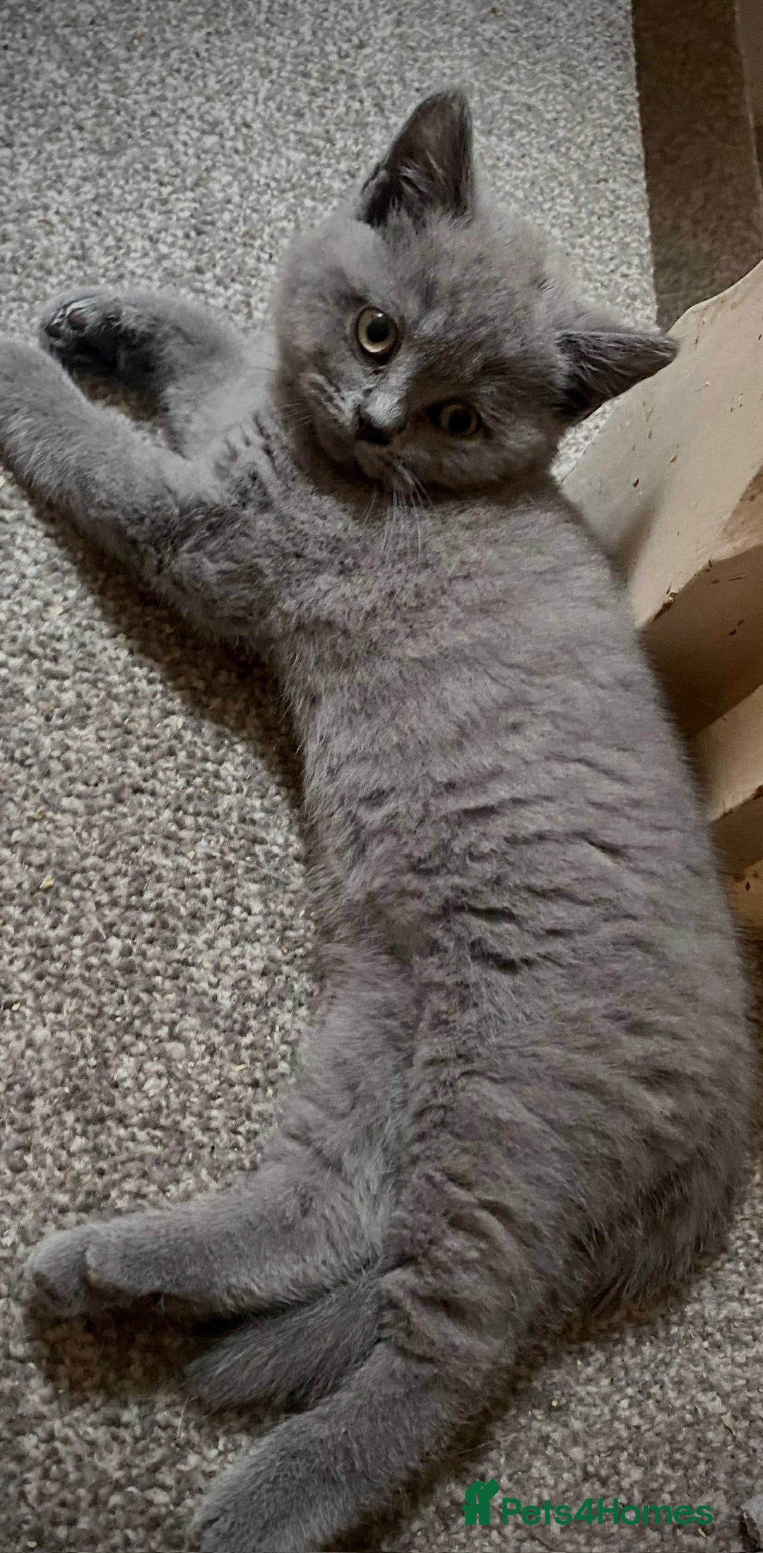 British Shorthair cats for sale: 5 generations pedigree British Shorthair Kittens - Image 4