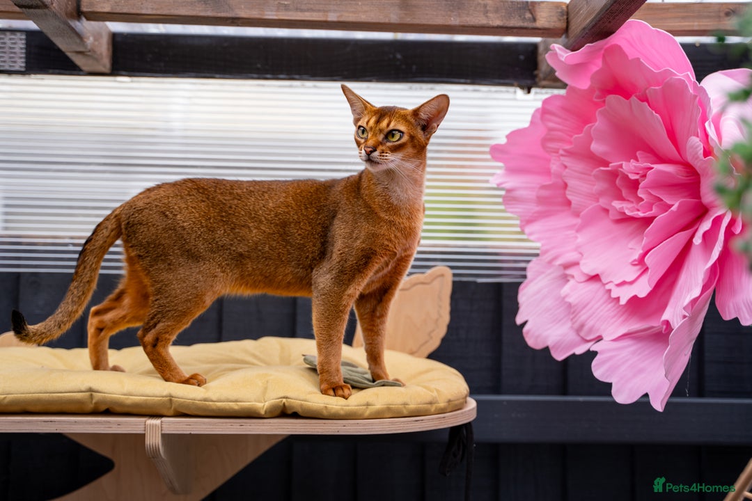 Abyssinian cats for sale:  Champions  Line Romeo-TICA reg. Abyssinian Beauty - Image 10