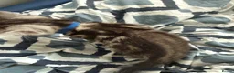 Bengal cats for sale: 🐾 Beautiful Bengal x Maine Coon Kittens 🐾 - Advert 23
