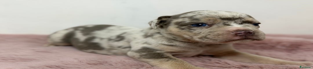 Olde English Bulldogge Puppy 4