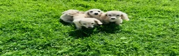 Miniature Dachshund dogs for sale: Cream/blonde long hair kc reg miniature dachshund  - Advert 4