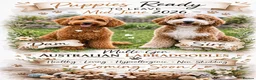 Australian Labradoodle dogs for sale: ⭐ Stunning Australian Labradoodles – Ready June ⭐ - Advert 1