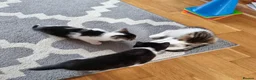 Mixed Breed cats for sale: 7 Beautiful Kittens For Sale!!!!!!! - Advert 7