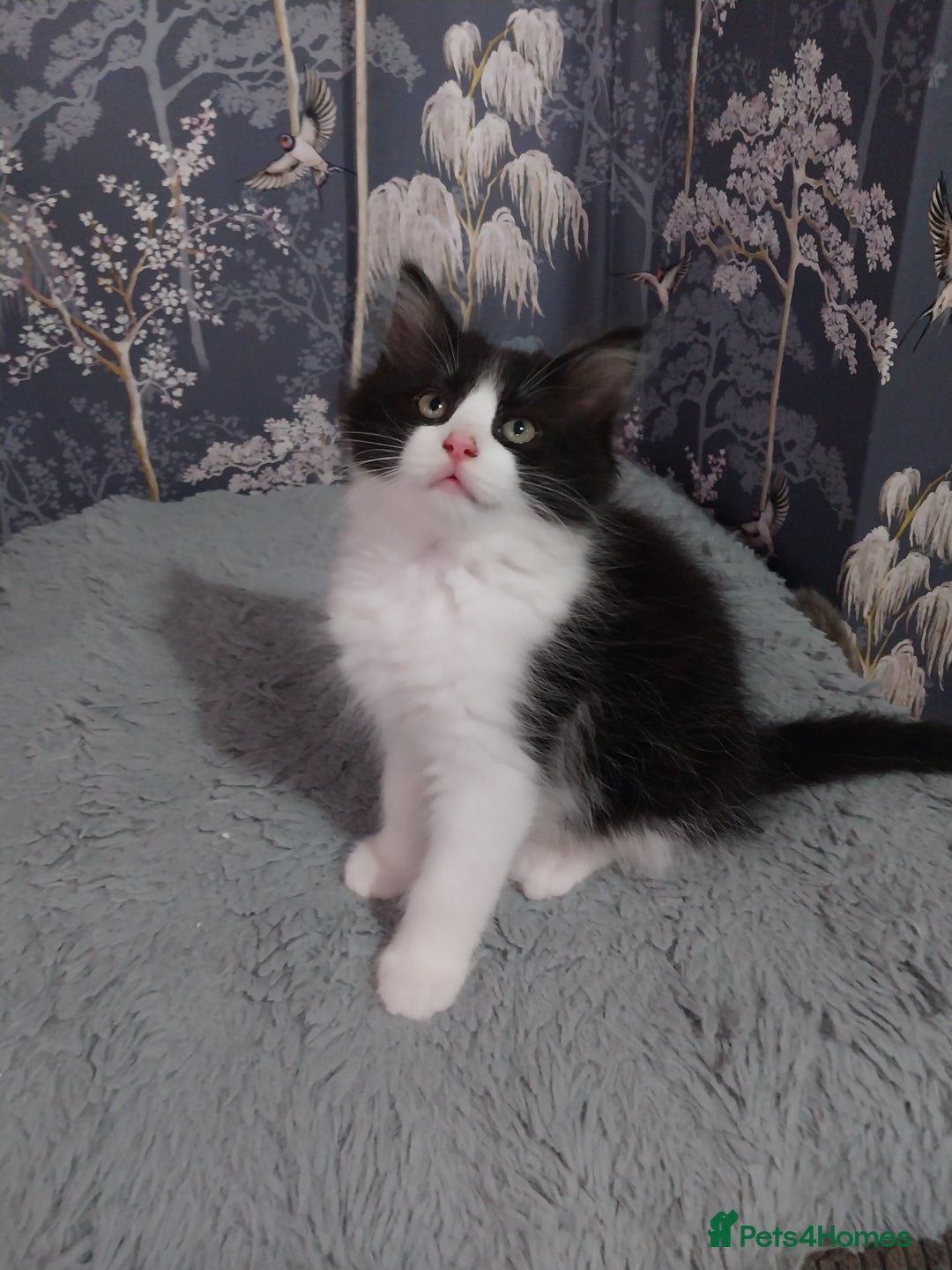 Ragdoll cats for sale: Ragdoll X Maine Coon  - Image 10