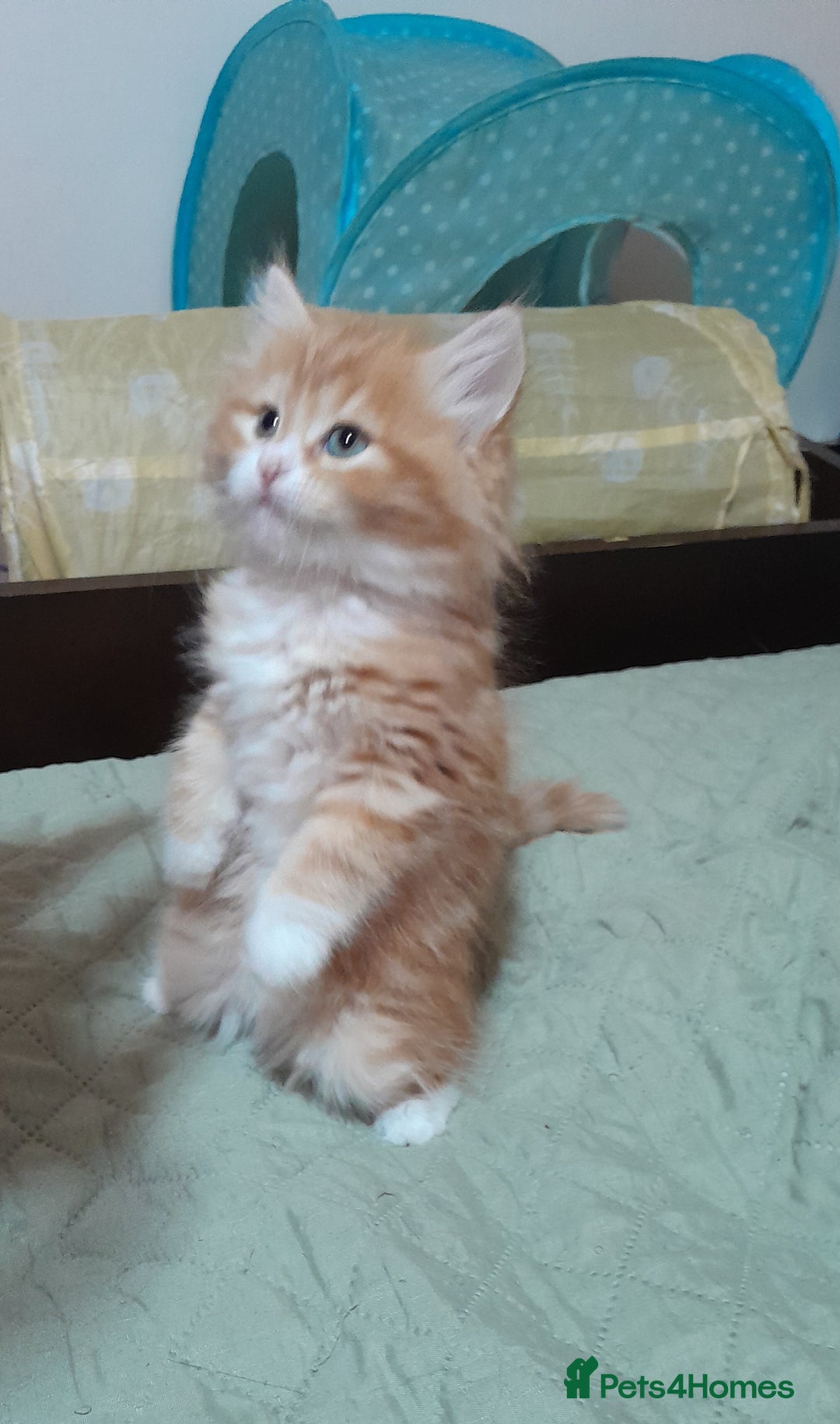 Mixed Breed cats for sale: 3 gorgeous kittens 😺😸😻 - Advert 6