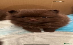 Pomeranian dogs for sale: 5 short snout teddy pom babies  - Image 6
