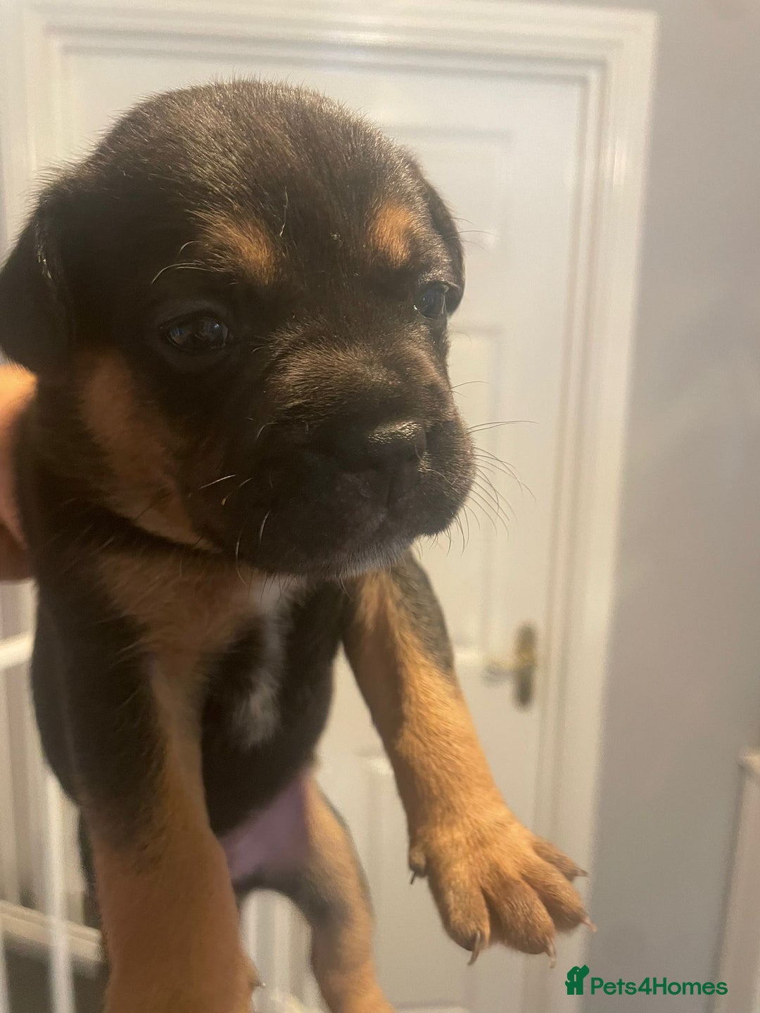 Mixed Breed dogs for sale: 5 female french bulldog x jack russell puppies  - Image 3