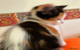 British Shorthair cats for sale: Lovely Kittens - Image 8
