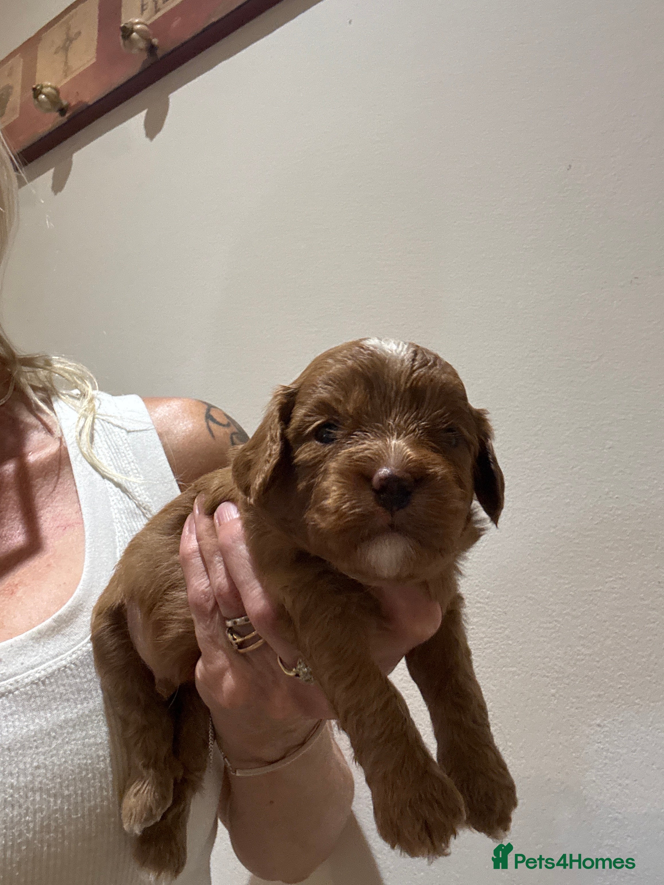 Cavapoo dogs Cavapoo Pups  - Advert 2