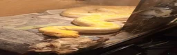 Python Snake reptiles for sale: 2x Albino Burmese Phyton, one male one female  - Advert 4