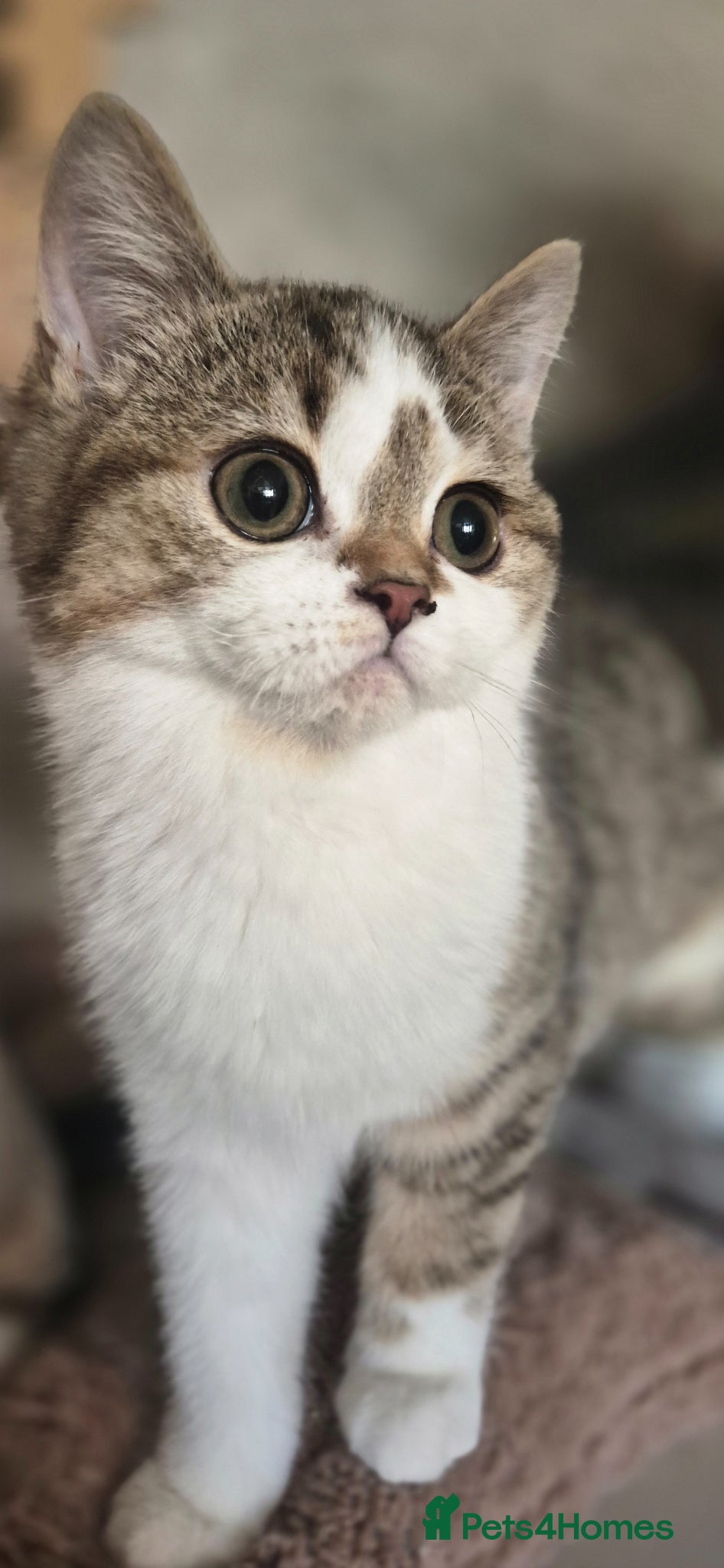 Scottish Fold cats Readi to go TICA reg. British Shorthair kittens  - Advert 16