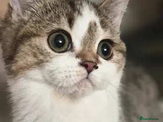 Scottish Fold cats Readi to go TICA reg. British Shorthair kittens - Advert 16