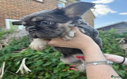 French Bulldog dogs for sale: 🐶 Adorable French Bulldog Puppies - Image 11